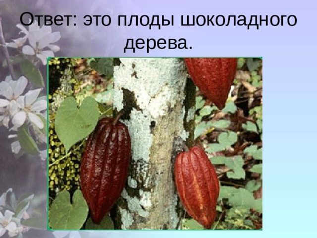 Ответ: это плоды шоколадного дерева. 