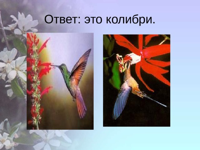 Ответ: это колибри. 