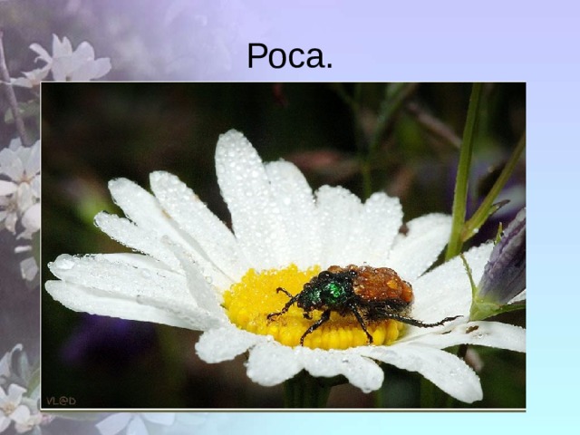 Роса. 