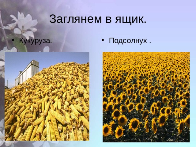 Заглянем в ящик. Кукуруза. Подсолнух . 