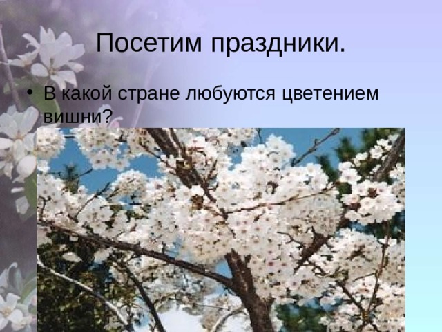 Посетим праздники. В какой стране любуются цветением вишни? 