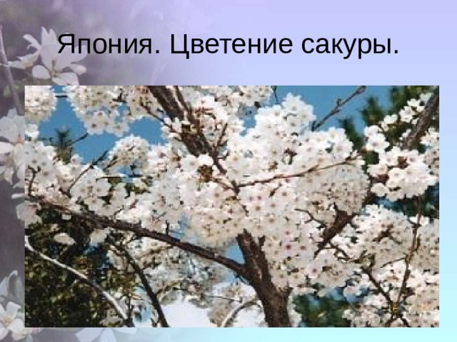 Япония. Цветение сакуры. 