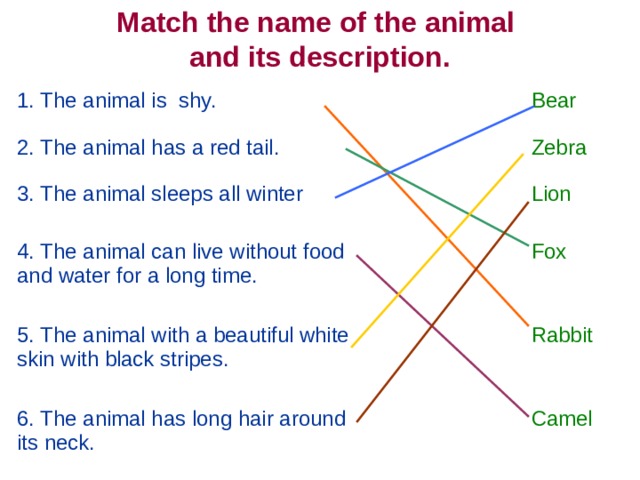 Match the name of the animal and its description.  1. The animal is shy. 2. The animal has a red tail. Bear 3. The animal sleeps all winter Zebra 4. The animal can live without food and water for a long time. Lion Fox 5. The animal with a beautiful white skin with black stripes. Rabbit 6. The animal has long hair around its neck. Camel 