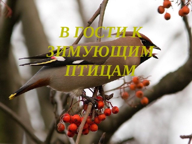  В гости к зимующим птицам 