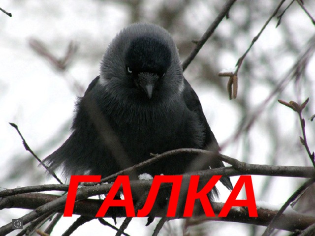 Галка 