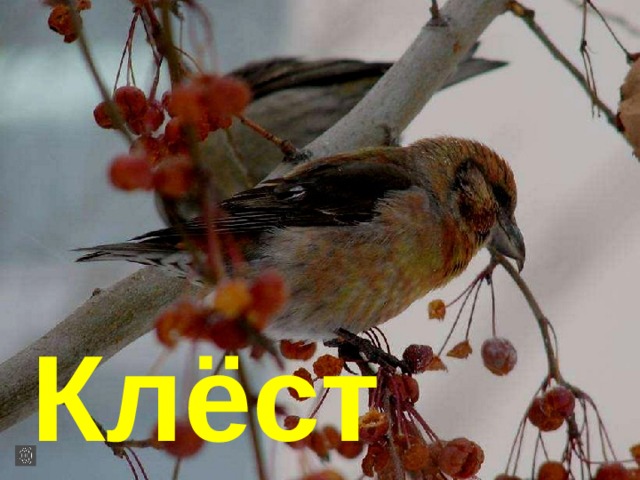 Клёст 