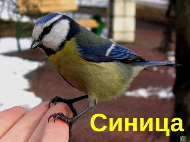 Синица 