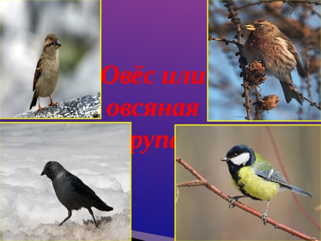 Овёс или овсяная крупа  