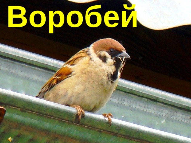 Воробей 