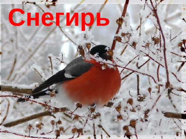    Снегирь 
