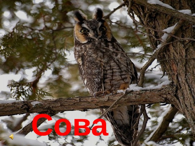 Сова 
