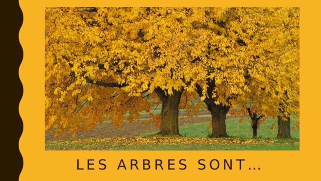 Les arbres sont… 