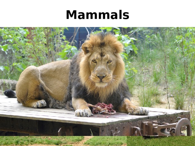 Mammals 