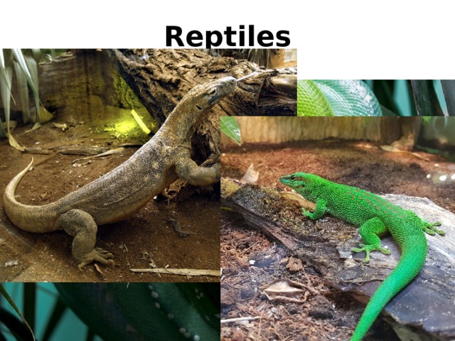 Reptiles 