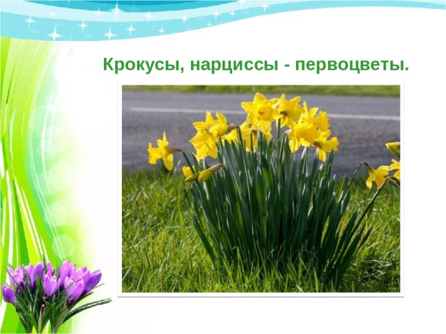 Крокусы, нарциссы - первоцветы. 