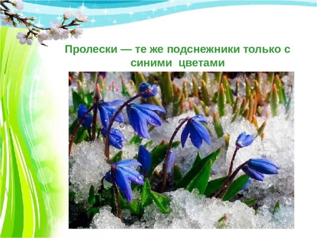 Пролески — те же подснежники только с синими цветами 