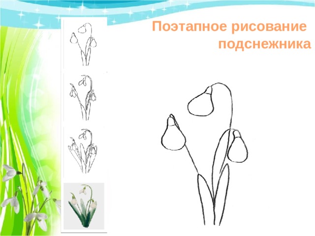 Поэтапное рисование подснежника 