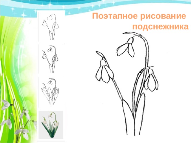 Поэтапное рисование подснежника 