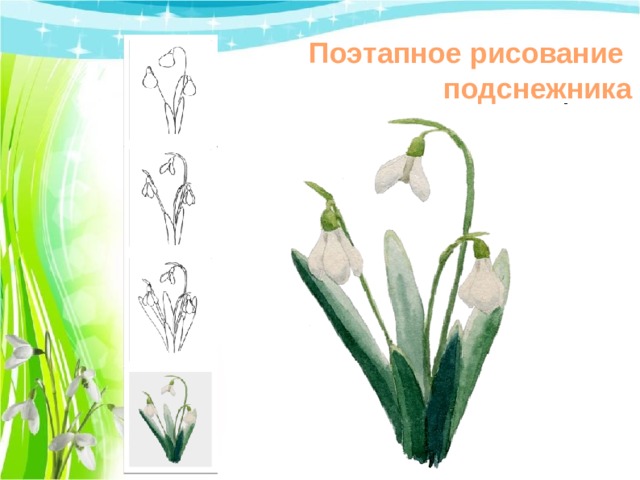 Поэтапное рисование подснежника 