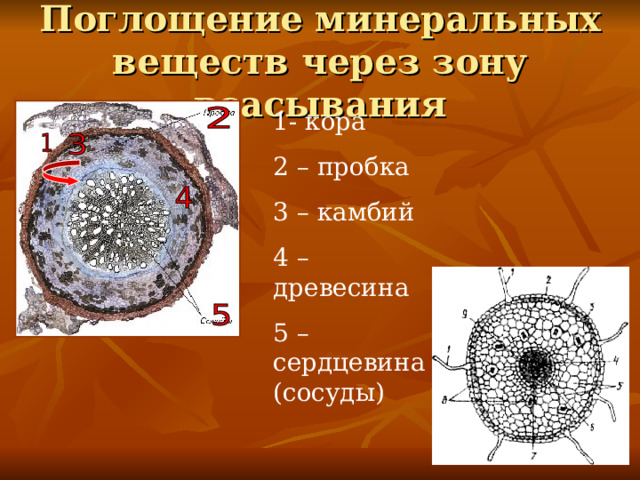 Поглощение минеральных веществ через зону всасывания 1- кора 2 – пробка 3 – камбий 4 – древесина 5 – сердцевина (сосуды) 