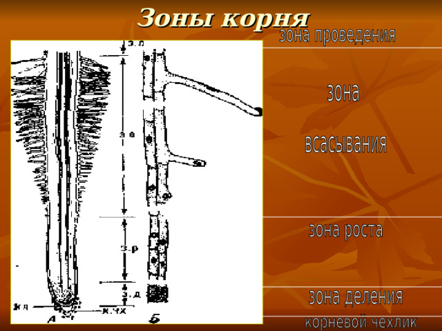 Зоны корня 