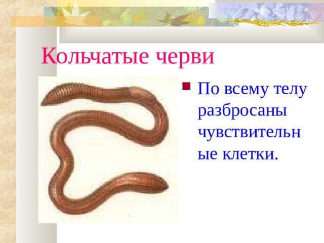 Кольчатые черви По всему телу разбросаны чувствительные клетки. 