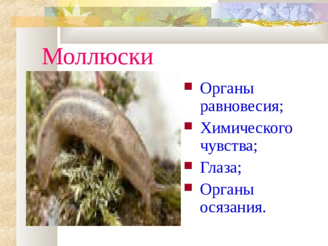 Моллюски Органы равновесия; Химического чувства; Глаза; Органы осязания. 