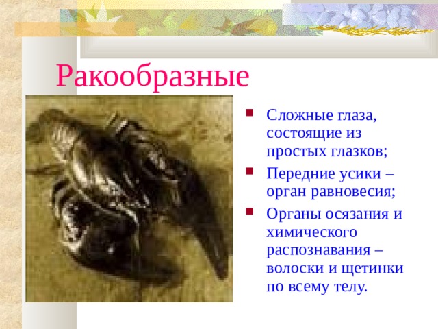 Ракообразные Сложные глаза, состоящие из простых глазков; Передние усики – орган равновесия; Органы осязания и химического распознавания – волоски и щетинки по всему телу. 