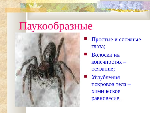 Паукообразные Простые и сложные глаза; Волоски на конечностях – осязание; Углубления покровов тела – химическое равновесие. 