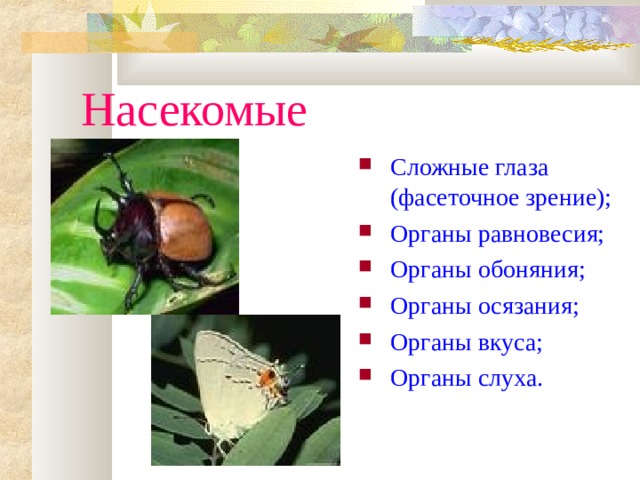 Насекомые Сложные глаза (фасеточное зрение); Органы равновесия; Органы обоняния; Органы осязания; Органы вкуса; Органы слуха. 