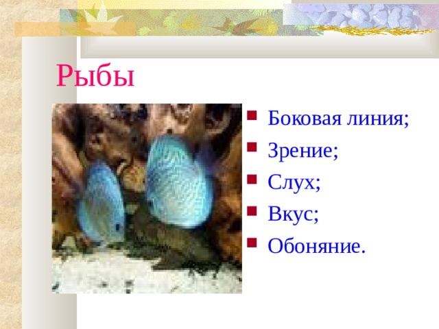 Рыбы Боковая линия; Зрение; Слух; Вкус; Обоняние. 