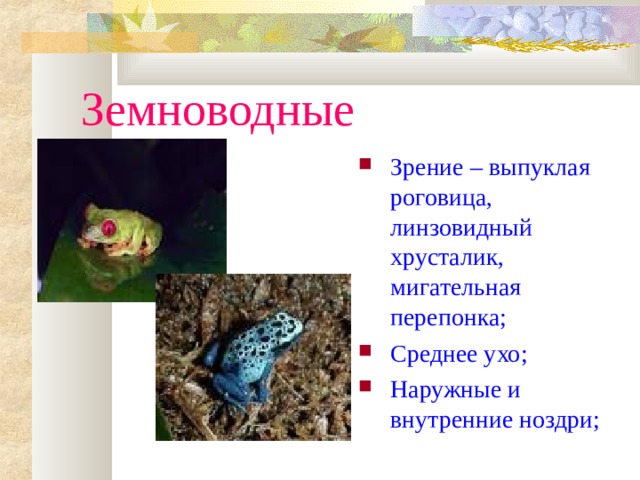 Земноводные Зрение – выпуклая роговица, линзовидный хрусталик, мигательная перепонка; Среднее ухо; Наружные и внутренние ноздри; 