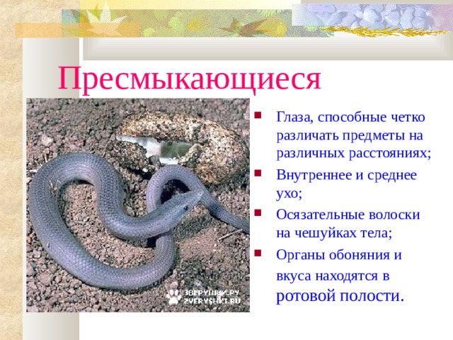 Пресмыкающиеся Глаза, способные четко различать предметы на различных расстояниях; Внутреннее и среднее ухо; Осязательные волоски на чешуйках тела; Органы обоняния и вкуса находятся в ротовой полости. 