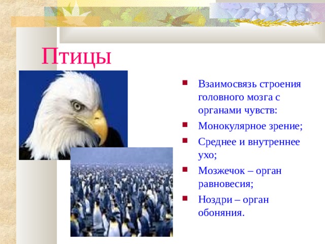 Птицы Взаимосвязь строения головного мозга с органами чувств: Монокулярное зрение; Среднее и внутреннее ухо; Мозжечок – орган равновесия; Ноздри – орган обоняния. 