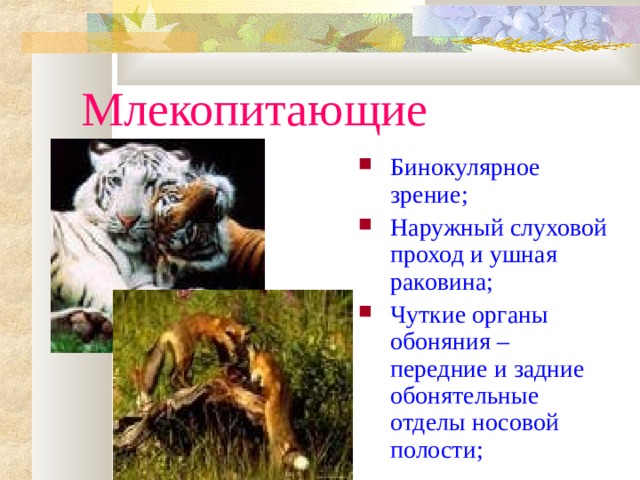 Млекопитающие Бинокулярное зрение; Наружный слуховой проход и ушная раковина; Чуткие органы обоняния – передние и задние обонятельные отделы носовой полости; 
