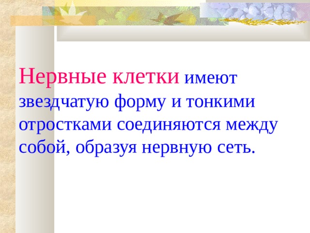 Нервные клетки  имеют звездчатую форму и тонкими отростками соединяются между собой, образуя нервную сеть. 