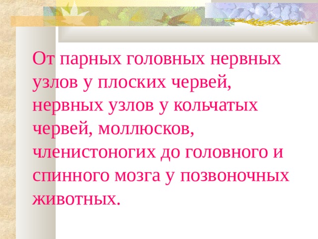 От парных головных нервных узлов у плоских червей, нервных узлов у кольчатых червей, моллюсков, членистоногих до головного и спинного мозга у позвоночных животных. 