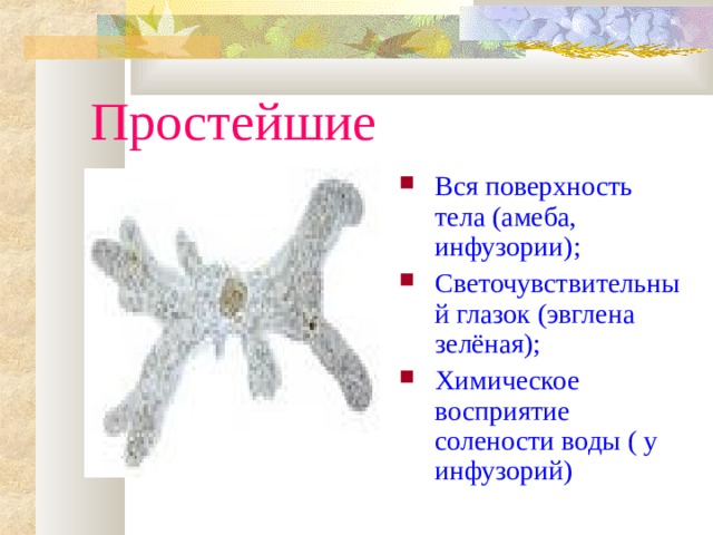 Простейшие Вся поверхность тела (амеба, инфузории); Светочувствительный глазок (эвглена зелёная); Химическое восприятие солености воды ( у инфузорий)‏ 