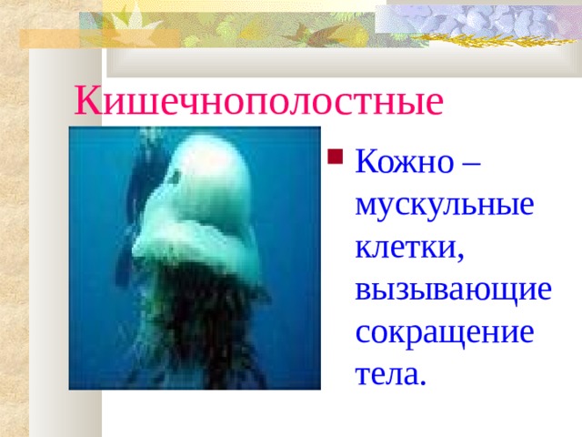 Кишечнополостные Кожно – мускульные клетки, вызывающие сокращение тела. 