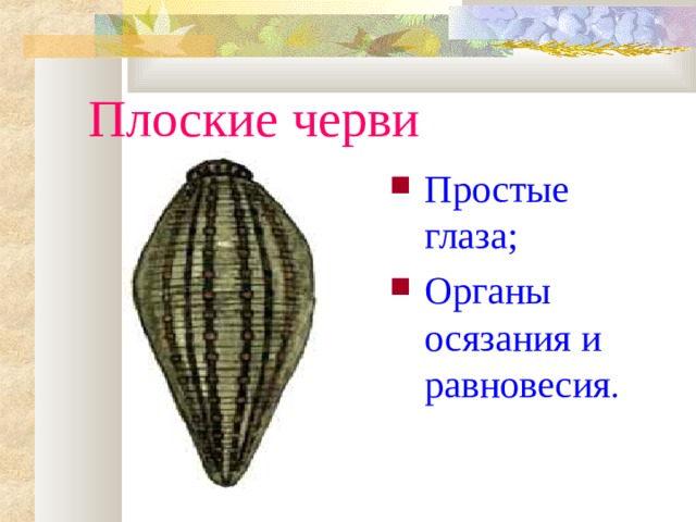 Плоские черви Простые глаза; Органы осязания и равновесия . 