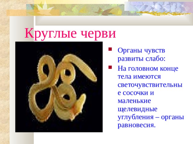Круглые черви Органы чувств развиты слабо: На головном конце тела имеются светочувствительные сосочки и маленькие щелевидные углубления – органы равновесия. 
