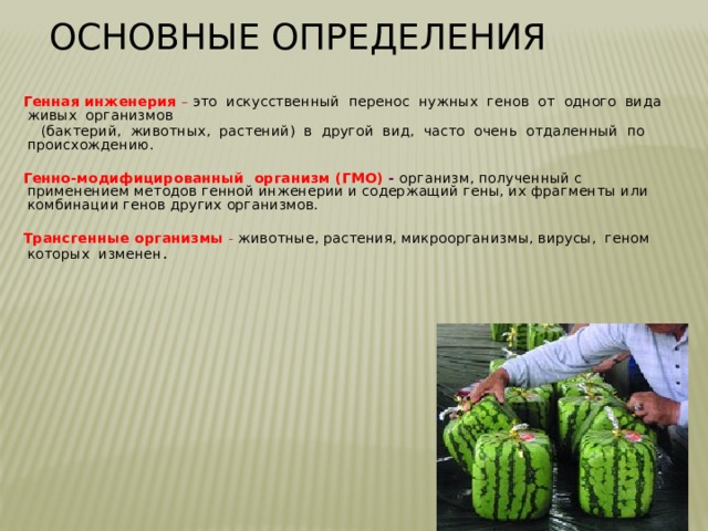 Основные определения Генная инженерия – это искусственный перенос нужных генов от одного вида живых организмов  (бактерий, животных, растений) в другой вид, часто очень отдаленный по происхождению.  Генно-модифицированный организм (ГМО) - организм, полученный с применением методов генной инженерии и содержащий гены, их фрагменты или комбинации генов других организмов. Трансгенные организмы  - животные, растения, микроорганизмы, вирусы, геном которых изменен . 