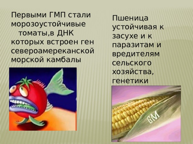 Первыми ГМП стали морозоустойчивые  томаты,в ДНК которых встроен ген североамереканской морской камбалы Пшеница устойчивая к засухе и к паразитам и вредителям сельского хозяйства, генетики использовали гены скорпионов 