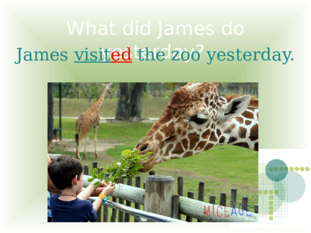 What did James do yesterday? James visit ed the zoo yesterday. 