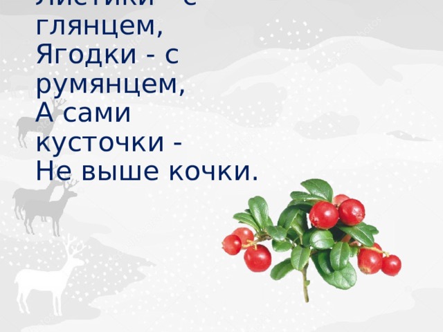 Листики - с глянцем,  Ягодки - с румянцем,  А сами кусточки -  Не выше кочки. 