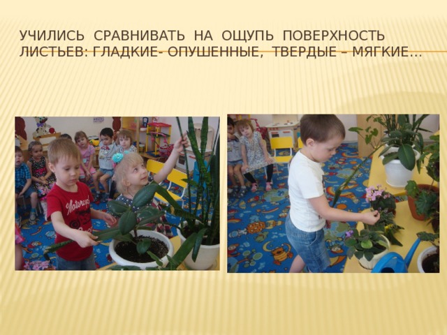 Учились сравнивать на ощупь поверхность листьев: гладкие- опушенные, твердые – мягкие… 