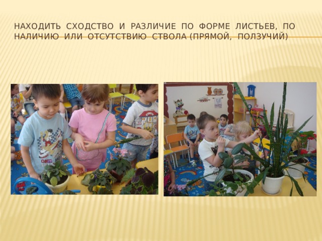 Находить сходство и различие по форме листьев, по наличию или отсутствию ствола (прямой, ползучий) 