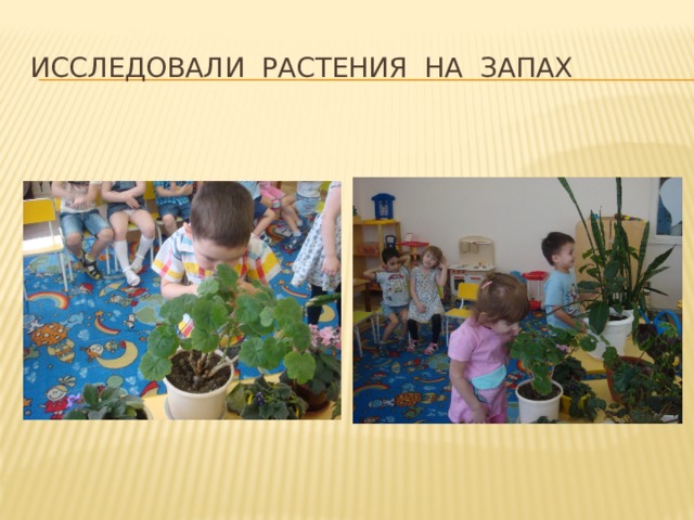 Исследовали растения на запах 