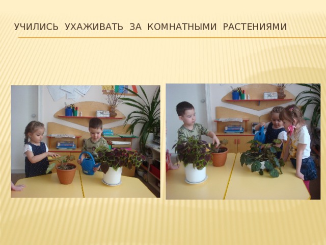 Учились ухаживать за комнатными растениями 