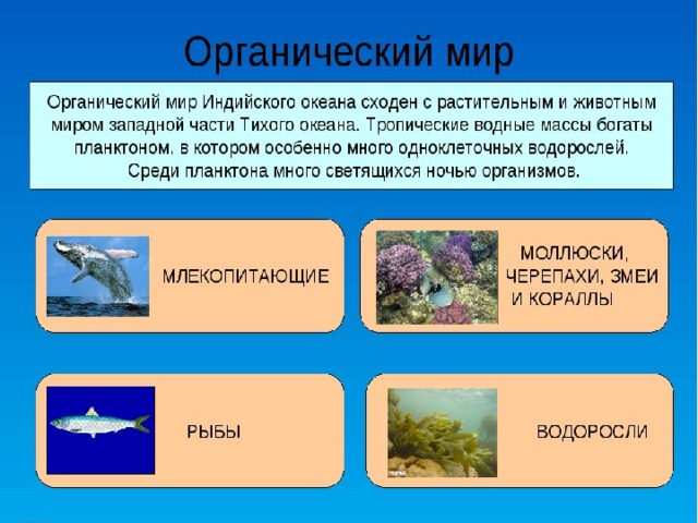 Органический мир Индийского океана сходен с растительным и животным миром западной части Тихого океана. Тропические водные массы богаты планктоном, в котором много одноклеточных водорослей. Среди планктона много светящихся ночью организмов.  
